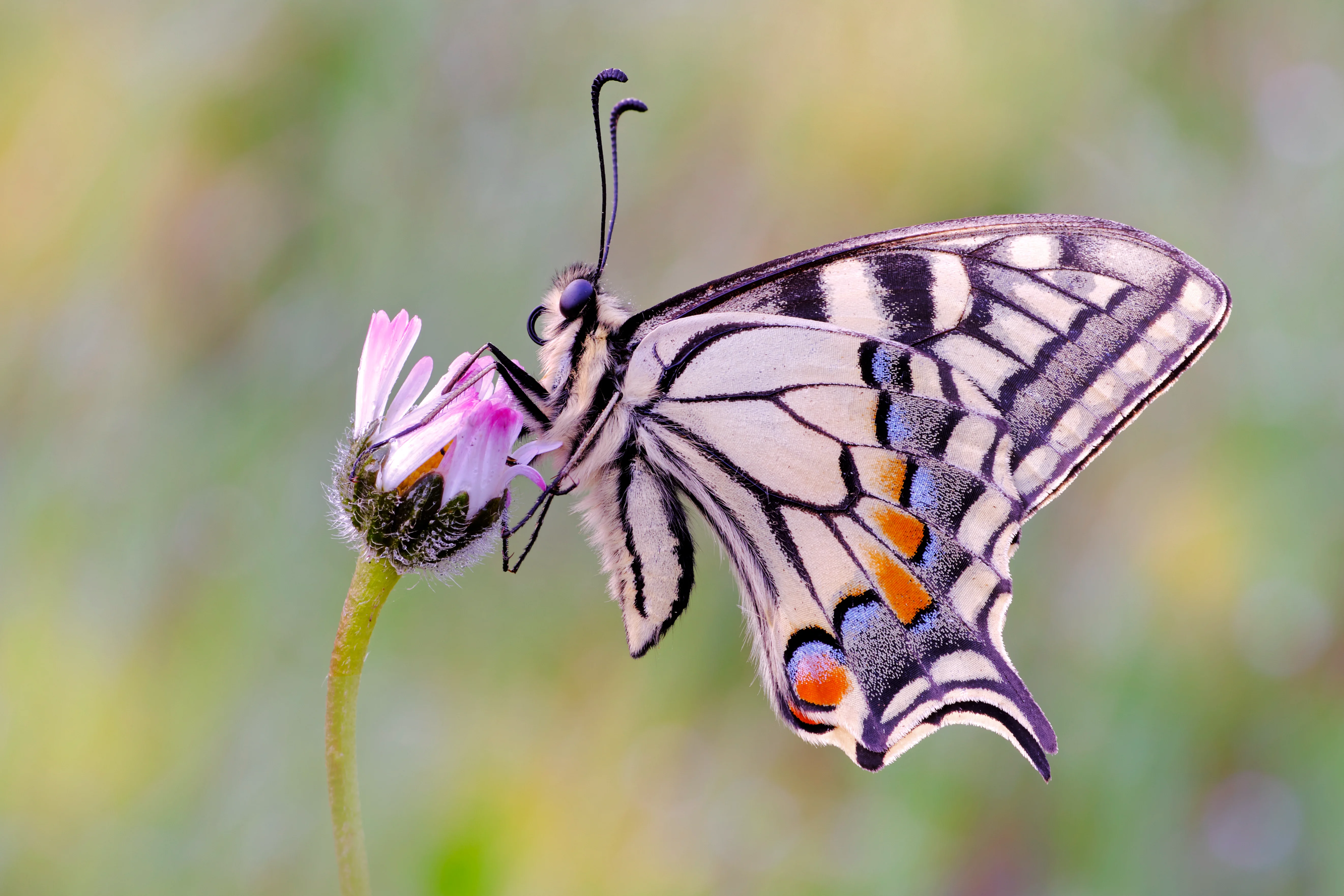 papilio machaon 250325.webp