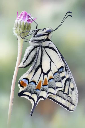 Papilio-machaon-scaled.webp