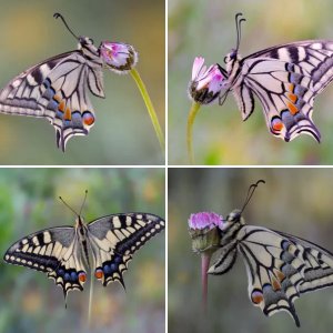Papilio machaon (Linnaeus, 1758)