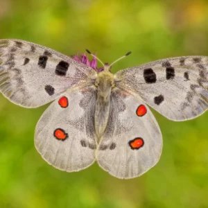 Parnassius apollo