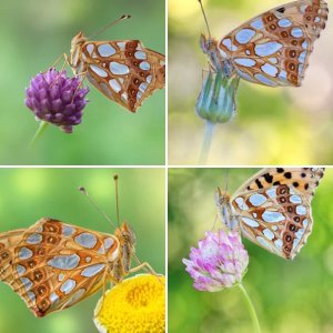 Issoria lathonia (Linnaeus, 1758)