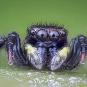 Focus stacking
