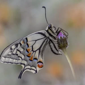 Papilio machaon (Linnaeus, 1758)