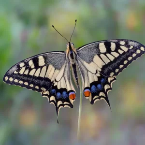 Papilio machaon (Linnaeus, 1758)