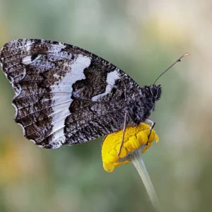 Brintesia circe (Fabricius, 1775)
