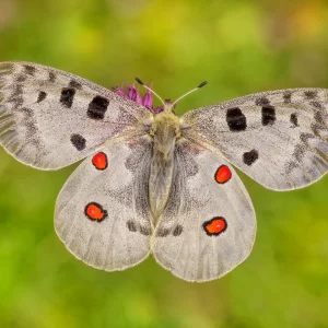 Parnassius apollo (Linnaeus, 1758)