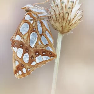 Issoria lathonia (Linnaeus, 1758)