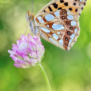 Issoria lathonia (Linnaeus, 1758)