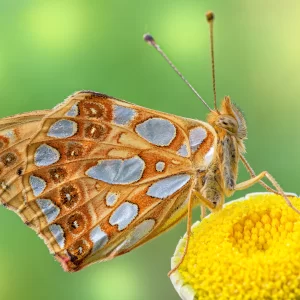 Issoria lathonia (Linnaeus, 1758)