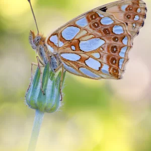 Issoria lathonia (Linnaeus, 1758)