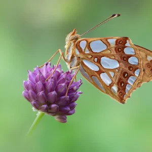 Issoria lathonia (Linnaeus, 1758)