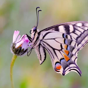 Papilio machaon (Linnaeus, 1758)