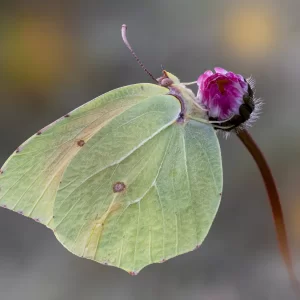 Gonepteryx rhamni (Linnaeus, 1758)