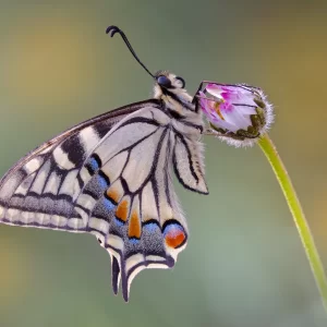 Papilio machaon (Linnaeus, 1758)