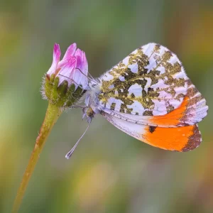 Anthocharis Cardamines (Linnaeus, 1758)