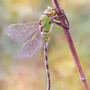 Anax imperator (Leach, 1815) f