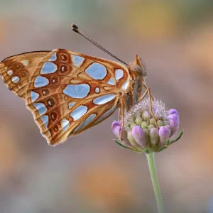 Issoria lathonia (Linnaeus, 1758)