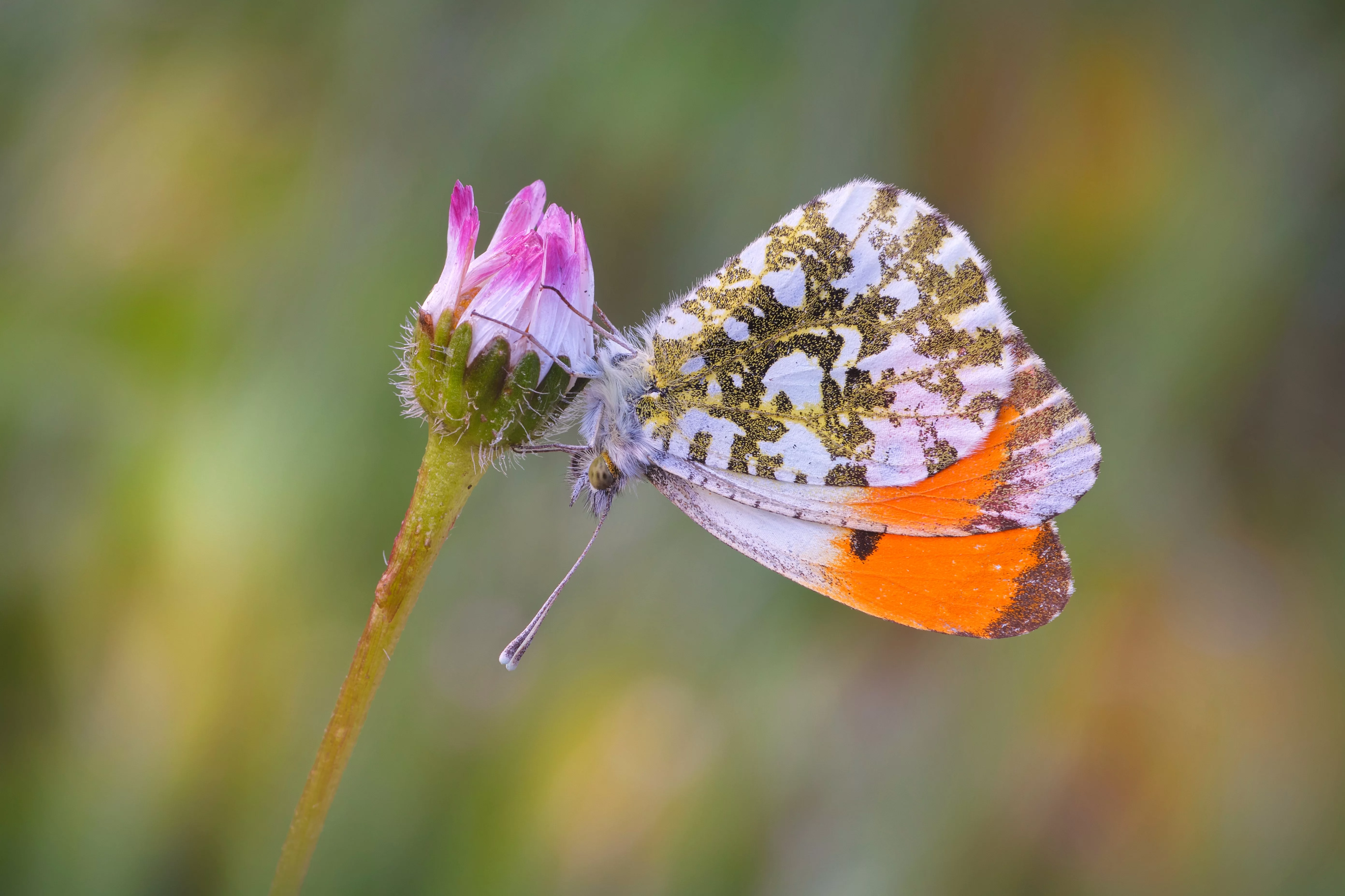 Anthocharis Cardamines (Linnaeus, 1758)