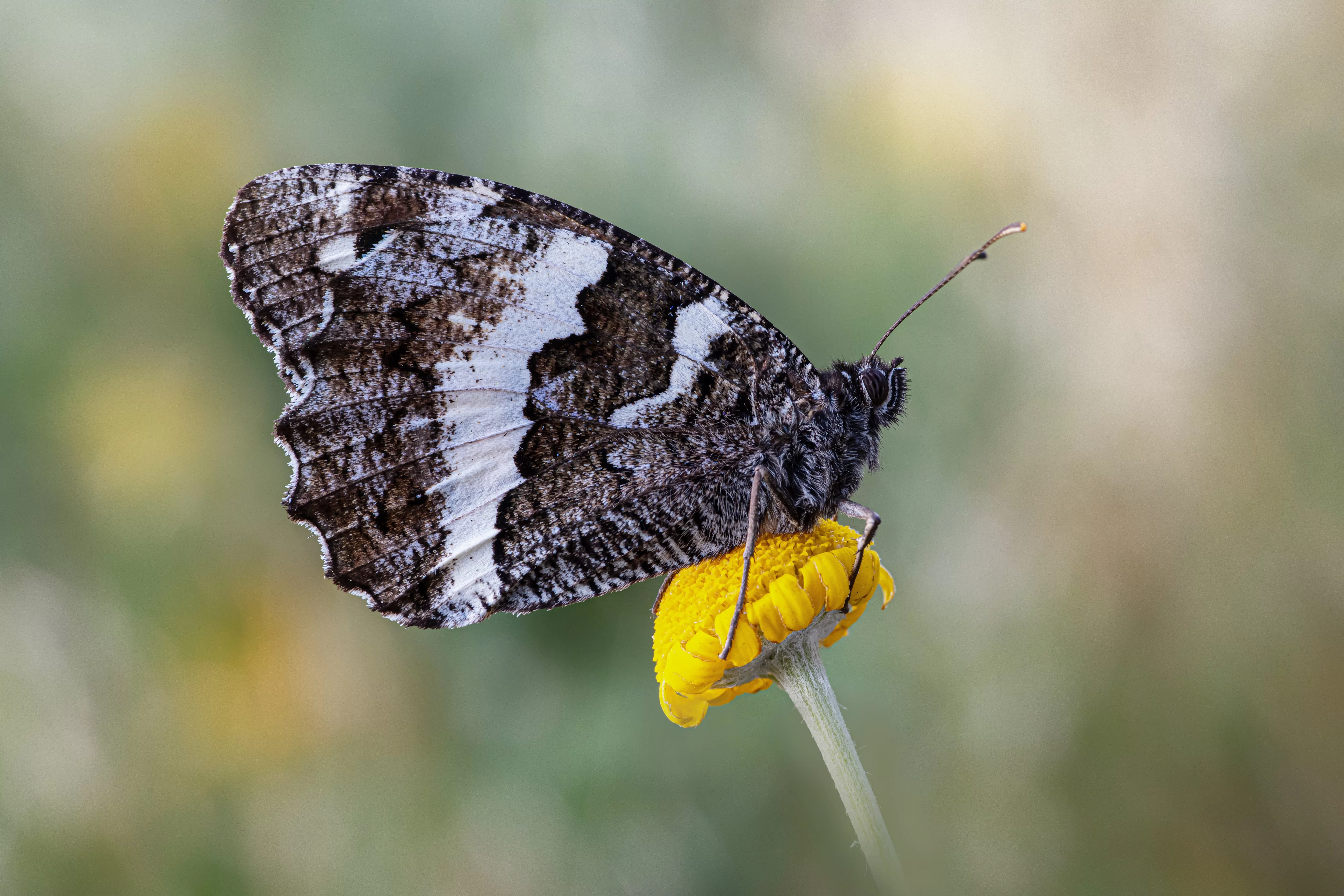 Foto 'Brintesia circe (Fabricius, 1775)' nell'album 'Ninfalidi'
