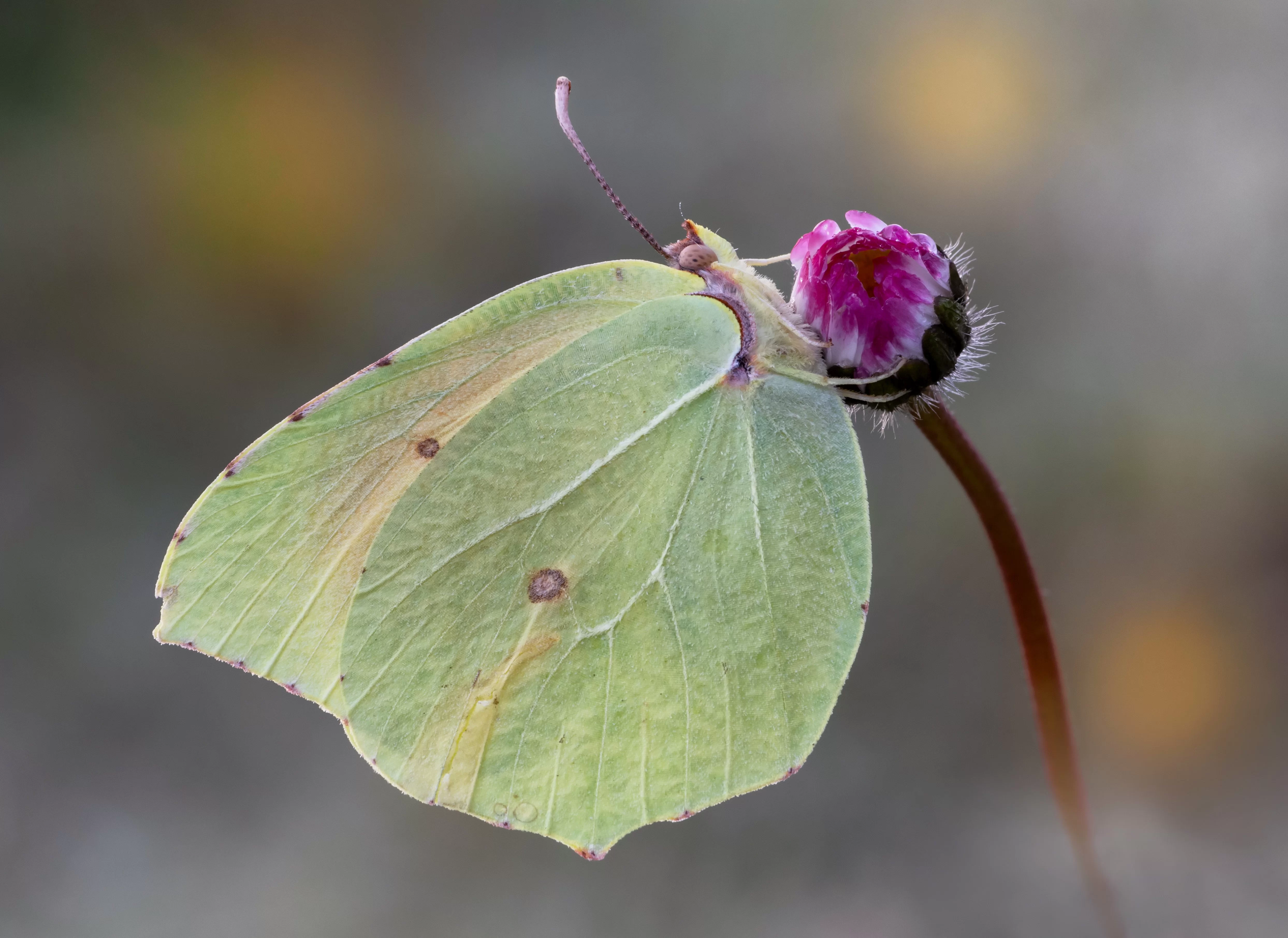 Gonepteryx rhamni (Linnaeus, 1758)