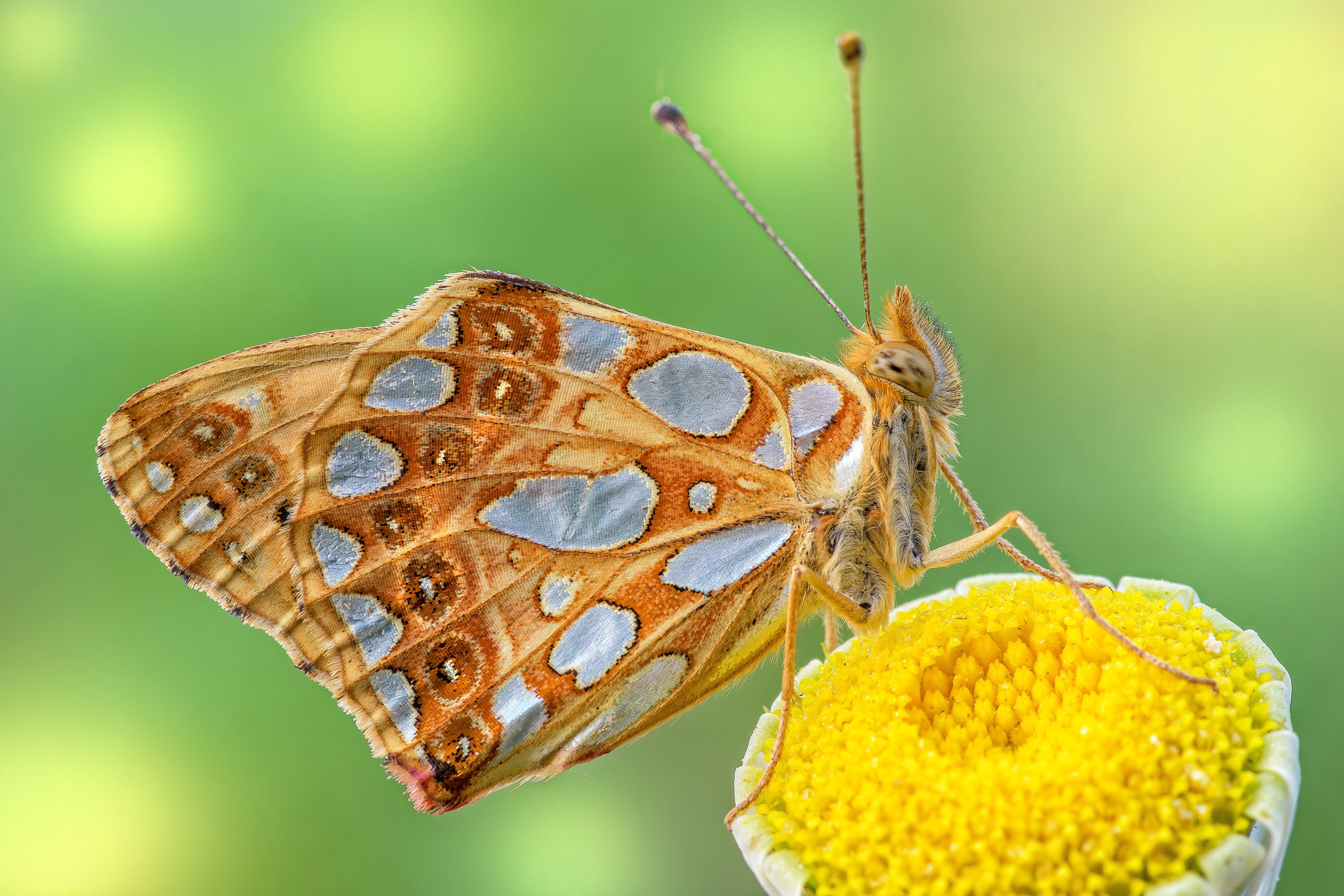 Issoria lathonia (Linnaeus, 1758)