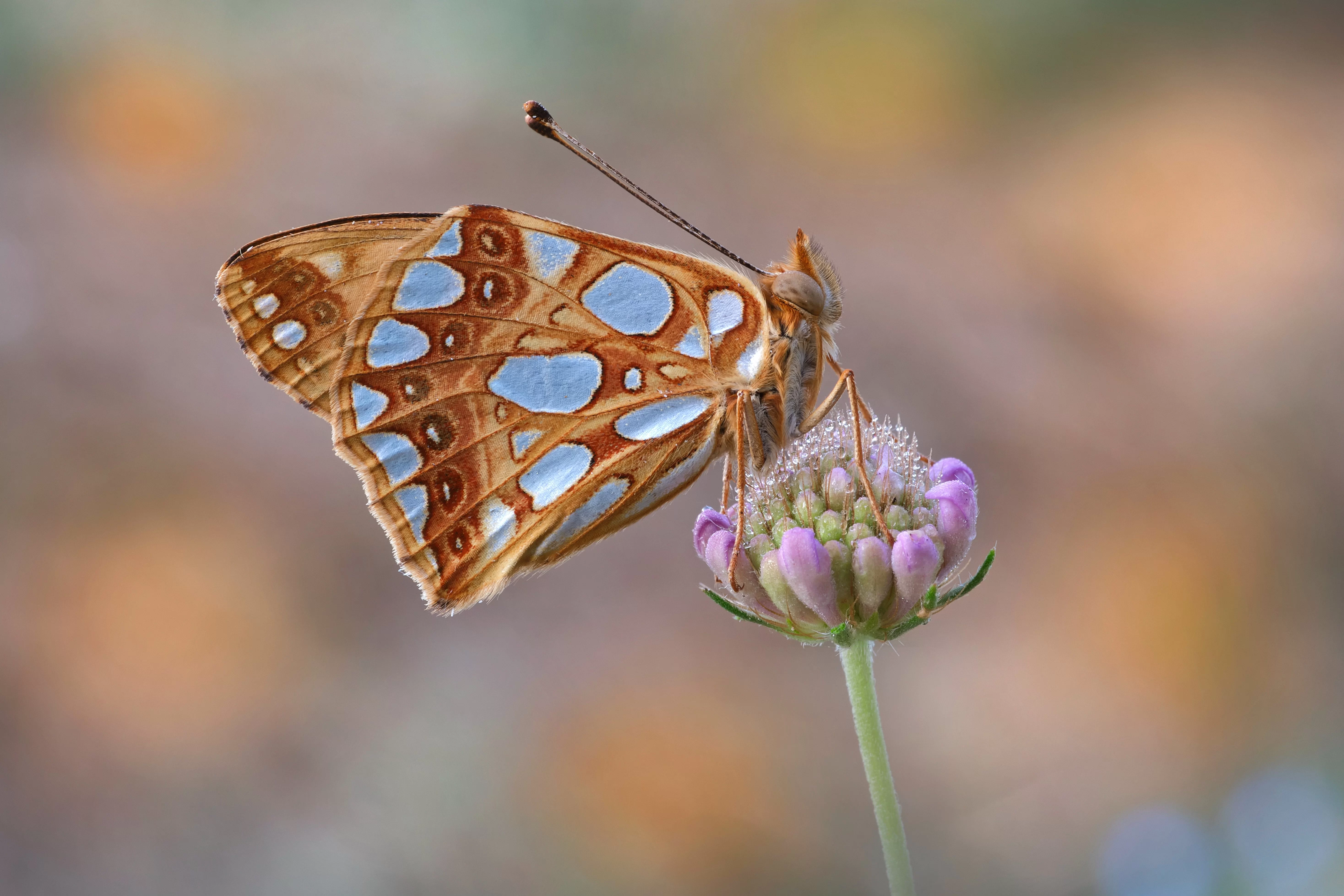 Foto 'Issoria lathonia (Linnaeus, 1758)' nell'album 'Issoria lathonia (Linnaeus, 1758)'