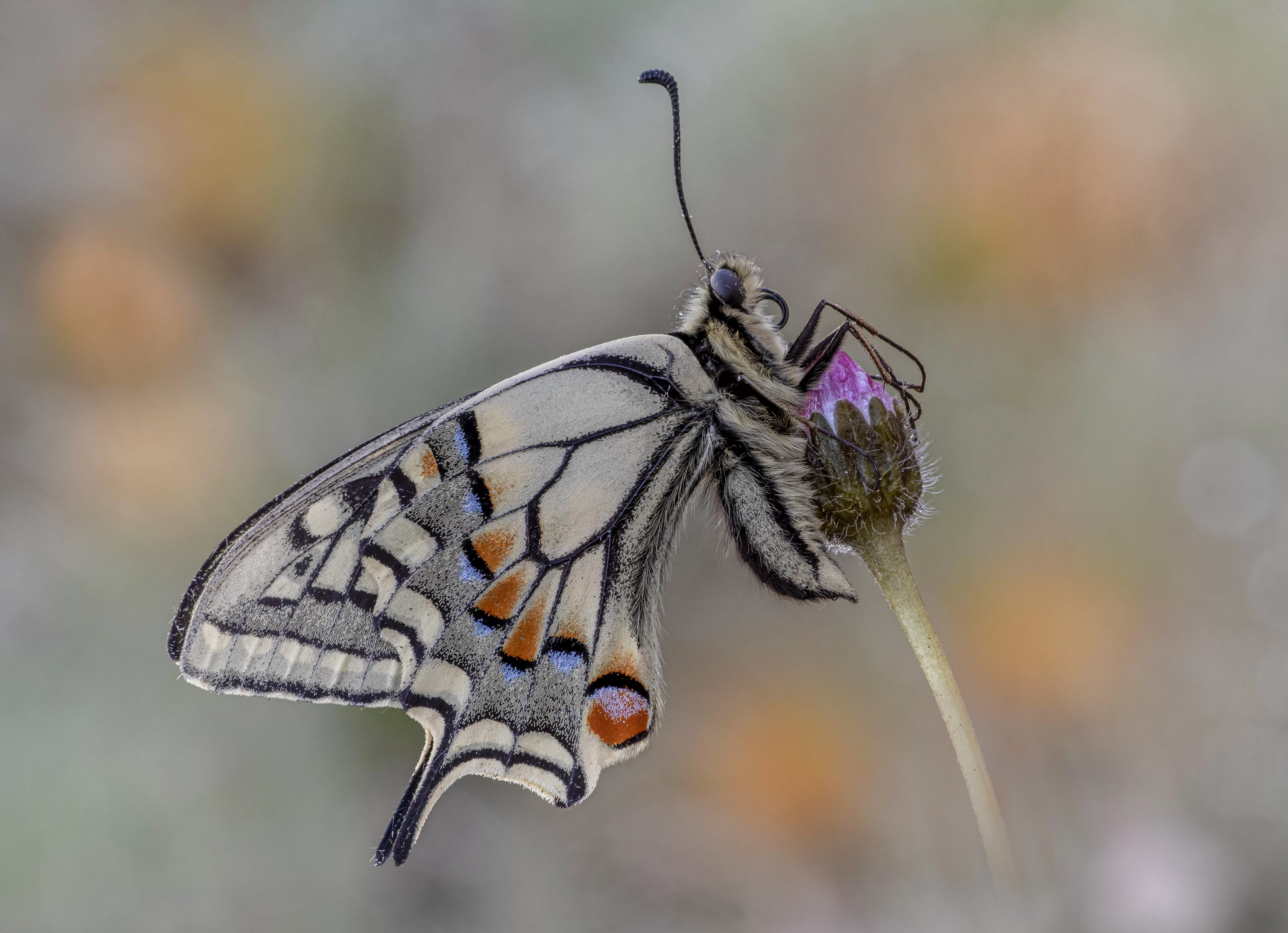 Papilio machaon (Linnaeus, 1758)
