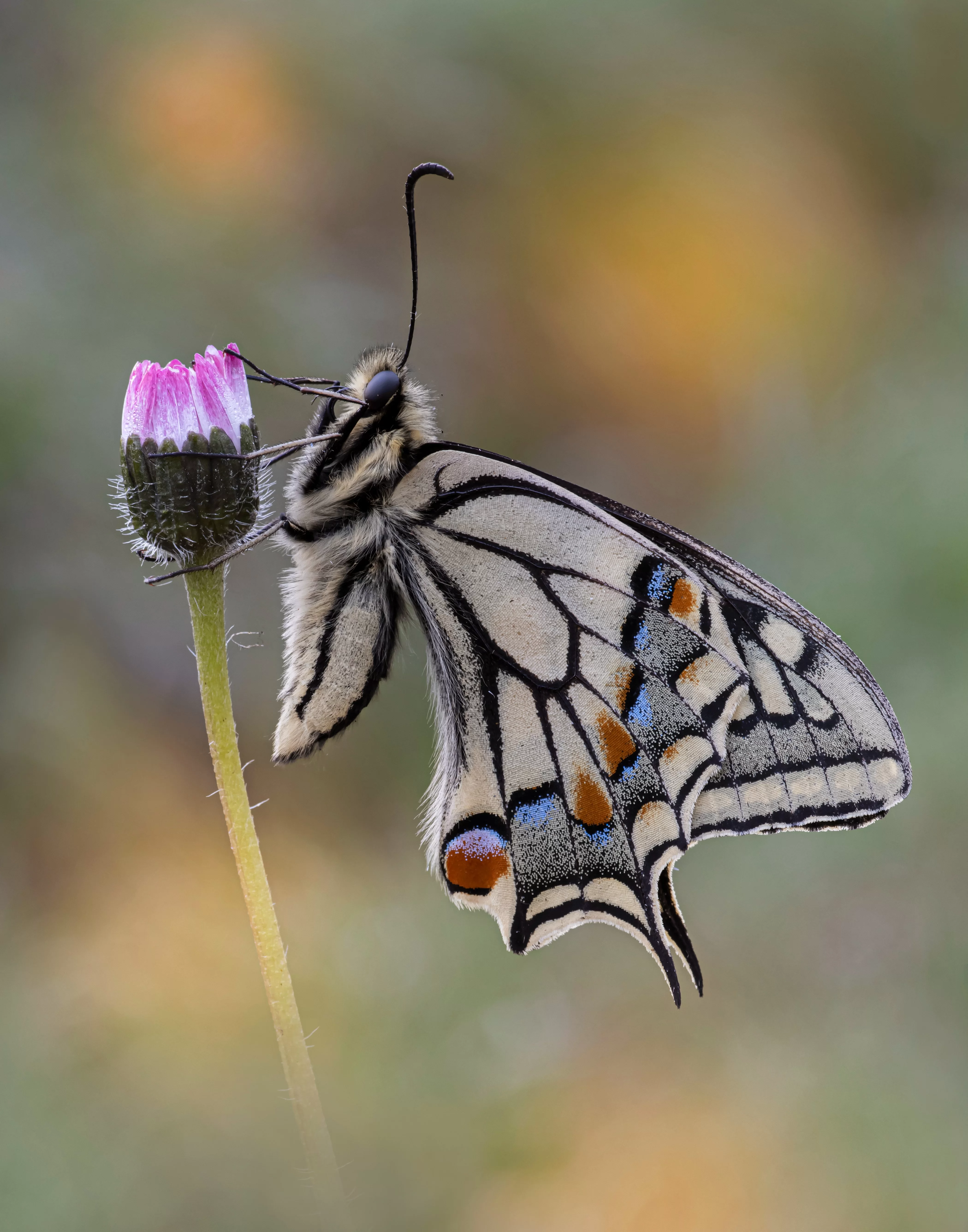 Papilio machaon (Linnaeus, 1758)