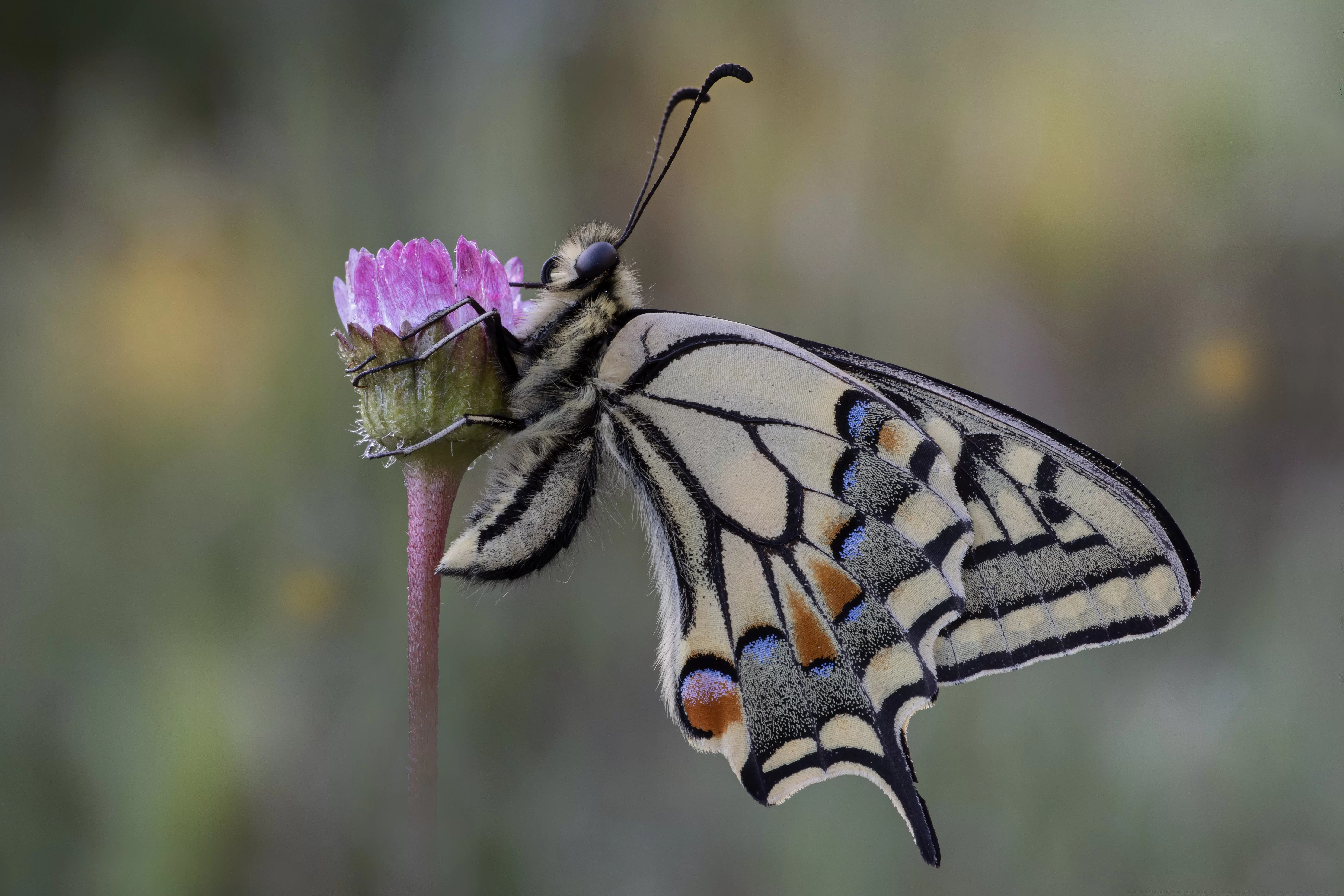 Papilio machaon (Linnaeus, 1758)