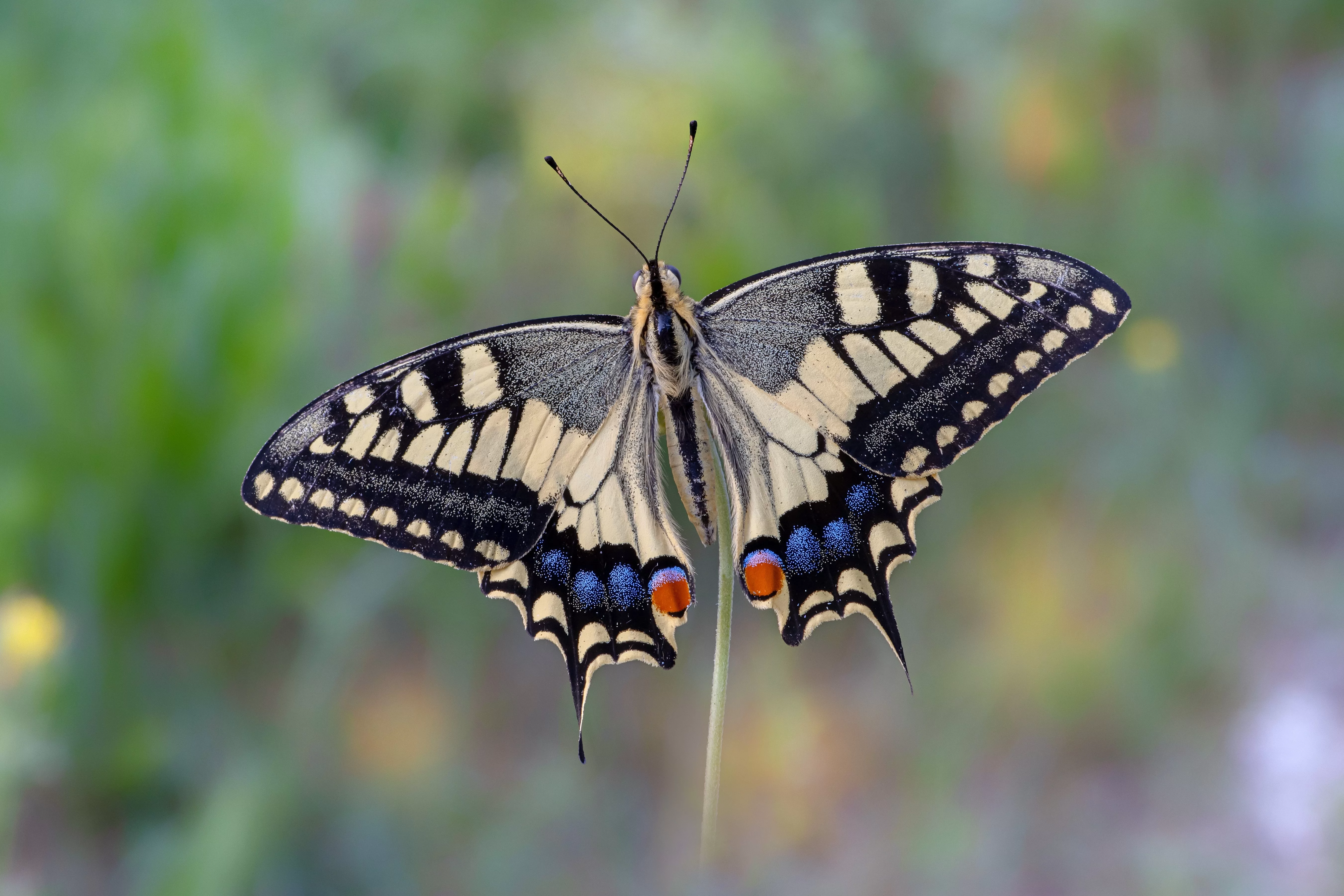 Papilio machaon (Linnaeus, 1758)