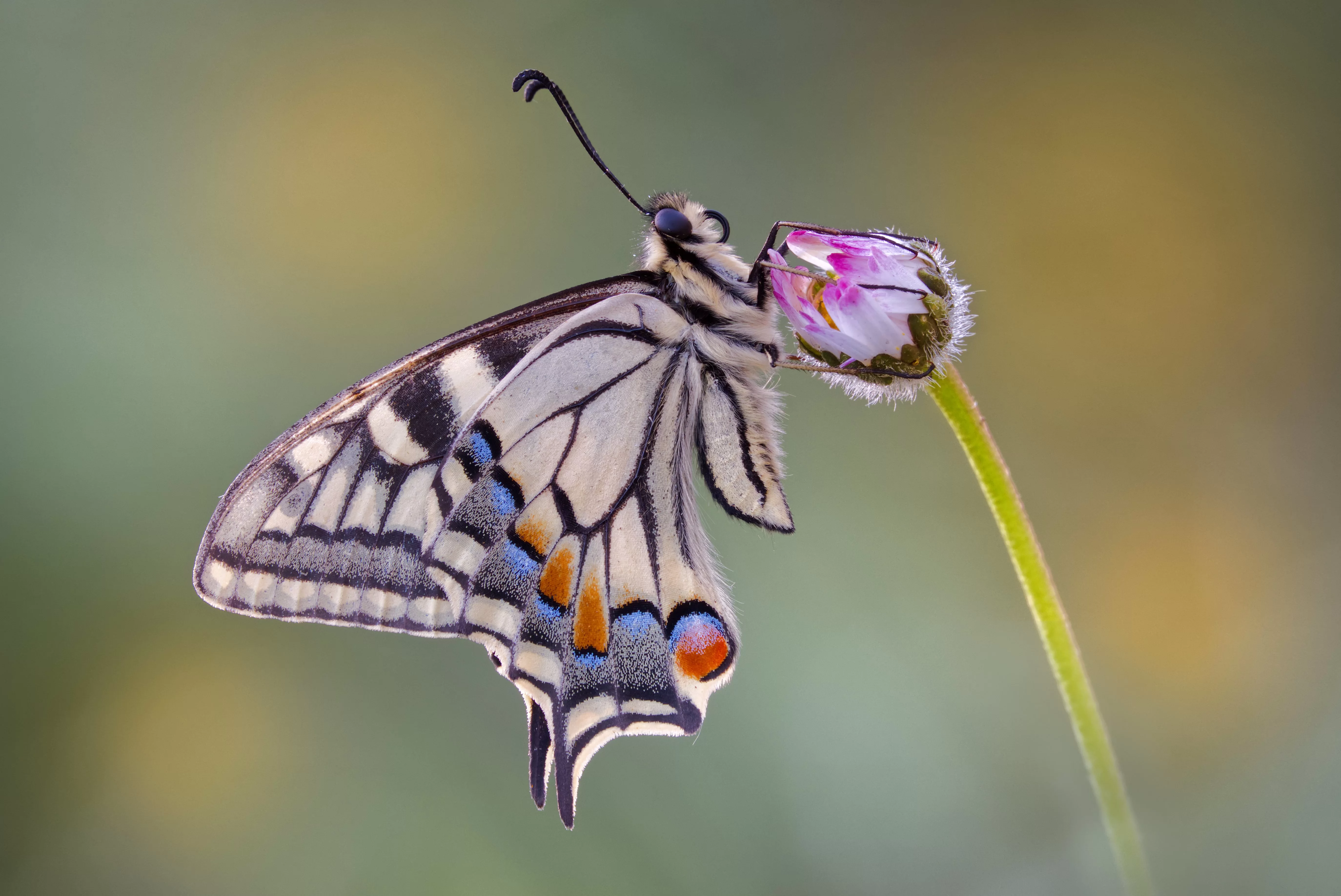Papilio machaon (Linnaeus, 1758)