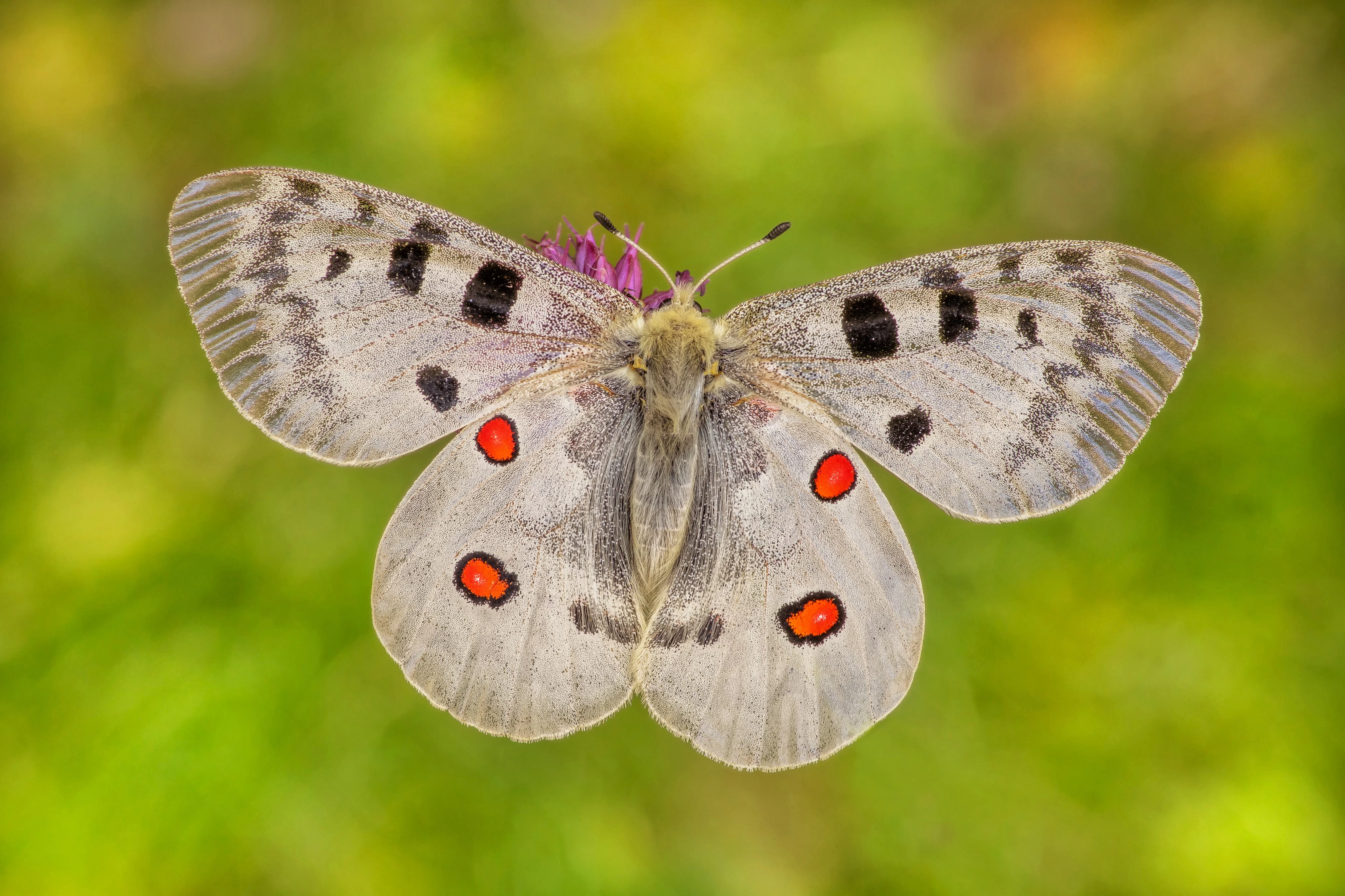 Parnassius apollo (Linnaeus, 1758)
